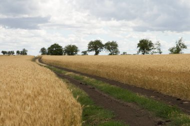 Yağmurdan sonra tarla ve buğday