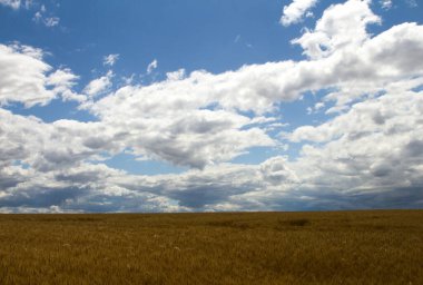 Güneşli bir günde buğday tarlası