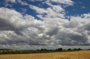 Buğday tarlası ve gökyüzü arka planlı bulutlar