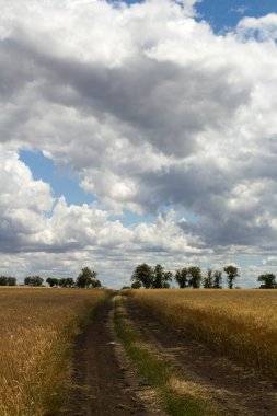 kırsal yol ve buğday tarlası.