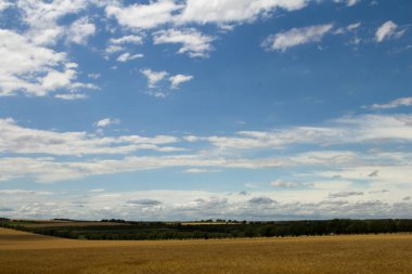 Buğday tarlası ve mavi gökyüzü.