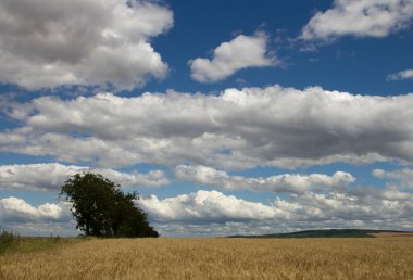 Buğday tarlası ve mavi gökyüzü
