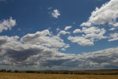 bulutlu bir günde buğday alanında