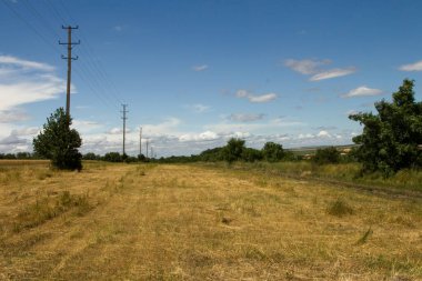 Toprak yolu ve ağaç tarlası olan kırsal bir arazi.