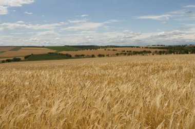 Yazın, bulutlu buğday tarlasında.