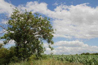 Sahadaki ağaç. Doğa, tarım
