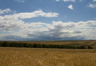 tahıl, tarım, tarım ve tarım alanlarıyla