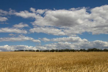 Buğday tarlası ve mavi gökyüzü olan güzel bir manzara. Doğa, hasat, bulutlu hava.