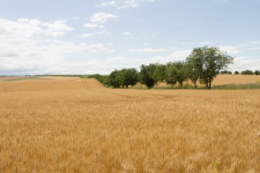 Buğday tarlası ve mavi gökyüzü