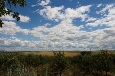 Olgun elmalarla dolu tarla