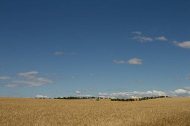 Yazın buğday tarlası