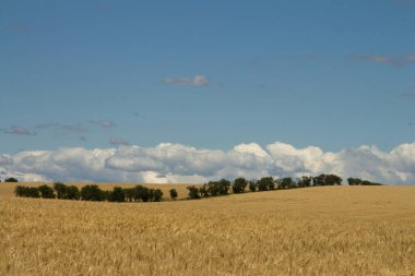 Tarlaların ortasında buğday tarlası