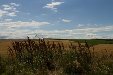 Buğday tarlaları, Fransız kırsalında yaz günü, güzel bir manzara.
