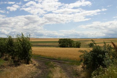 Kırsalda bir yolu olan yaz manzarası