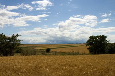 İspanya 'da buğday tarlaları