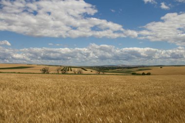 Tarlanın manzarası ve buğday tarlası