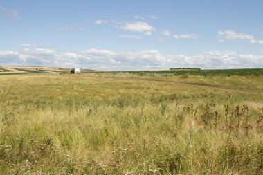 Yazın buğday tarlası ve mavi gökyüzü