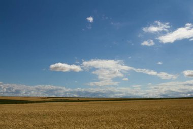 Olgun kulaklar, mavi gökyüzüne karşı.