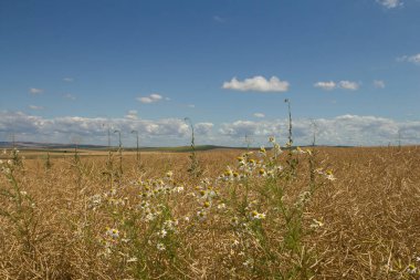 Sarı çiçekli tarla
