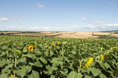 Doğanın güzel manzarası