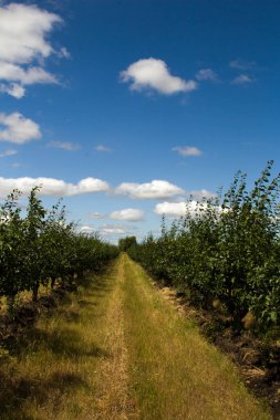 Hollanda 'da güneşli bir günde elma bahçesi