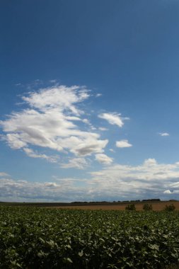 Mavi gökyüzünün altındaki bir alanın dikey görüntüsü