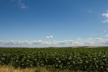 Kırsal kesimde güzel bir tarla