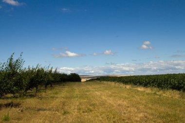 Yeşil çimen ve ağaçlardan oluşan bir tarla