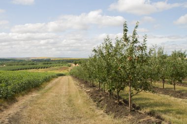 Meyveleri salkım salkım.
