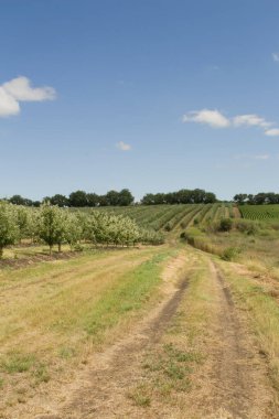 Kırsalda elma ağaçları