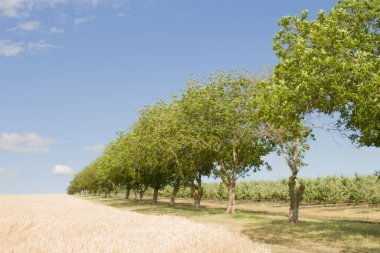 Buğday tarlası ve mavi gökyüzü olan güzel bir manzara.