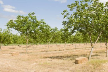Bahçedeki bir sırada ağaç.