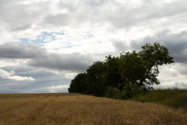 Tarlaları, çayırları, ağaçları ve bulutlu gökyüzü olan güzel bir arazi..