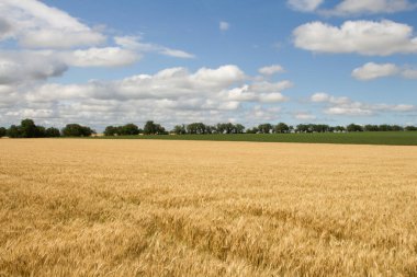 Güzel buğday tarlası ve mavi gökyüzü.