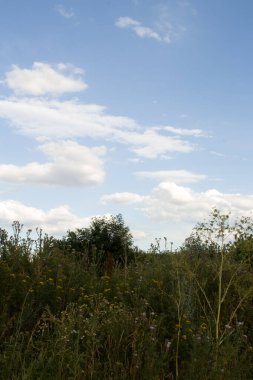 Yazın akşamları tarla