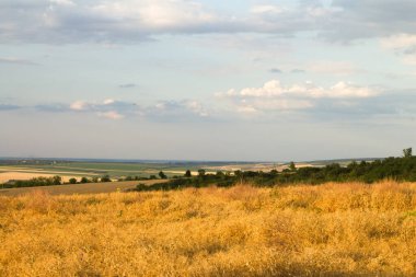 Bir tarlası ve mavi gökyüzü olan manzara