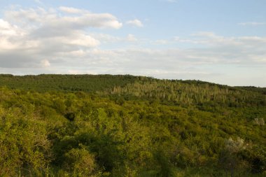 Orman güneşli bir günde