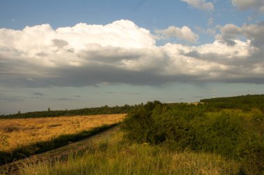 Buğday tarlası ve mavi gökyüzü olan güzel bir manzara.