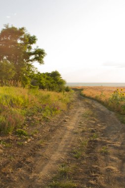Tarlanın ortasındaki toprak yol, yaz günbatımı, manzara.