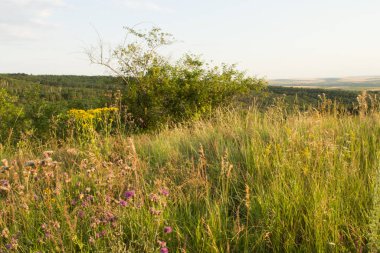 Arka planda yeşil çimenler ve ağaçlar olan güzel bir yaz çayırı.