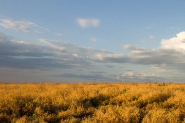 Kuru çimen tarlası ve bulutlu gökyüzü
