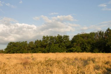 Ukrayna 'da güzel bir yaz manzarası