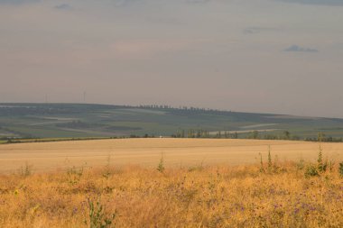 Yazın, Rusya 'nın orta kesiminin kırsal kesimindeki tarlaların ve tepelerin manzarası