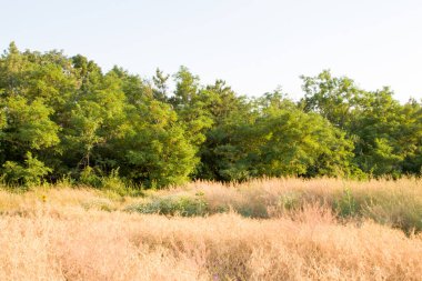 Yazın yeşil çimen