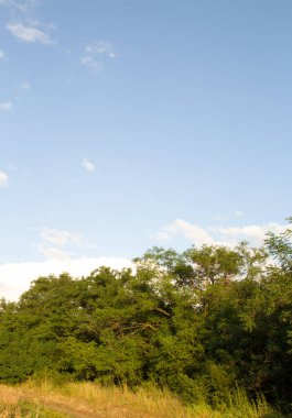 Mavi gök yeşil ağaç.