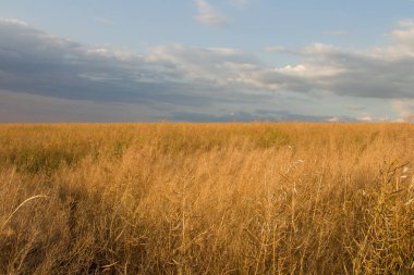 Yazın altın buğday tarlası