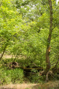 Ormandaki bir ağacın yakın çekimi.