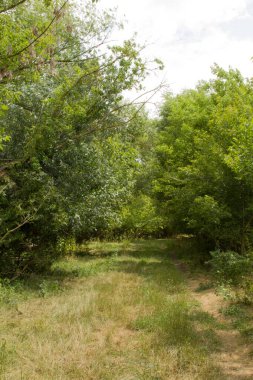 Yazın güzel bir orman.