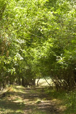 Ormanda yeşil ağaçlar