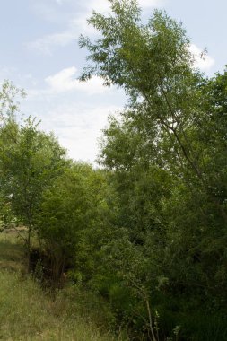 Ormanda yeşil çimenler